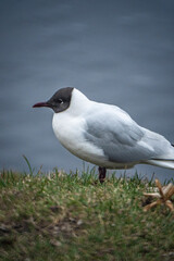 seagull on the grass