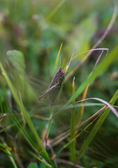 dragonfly grasshopper on a leaf