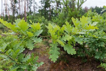 Branch of young white oak with leaves covered with dew