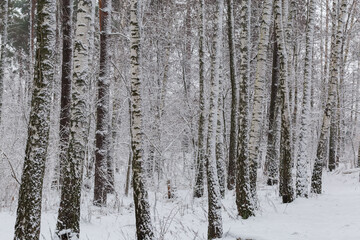 Fragment of the birch forest during a snowfall