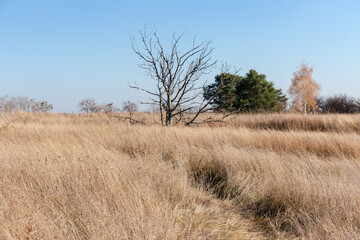 Dry tree among the high withered grass against clear sky