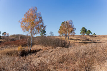 Fototapeta premium Valley slope with dry grass and single pines and birches