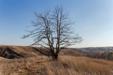 Dry tree on hilly valley slope edge against clear sky