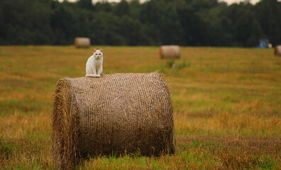 hay bales in a field and a cat