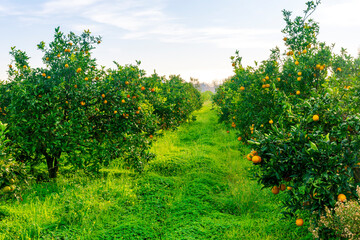 Fototapeta na wymiar green sunny orange garden with rows of orange trees with oranges fruits on branches, summer day plantation landscape
