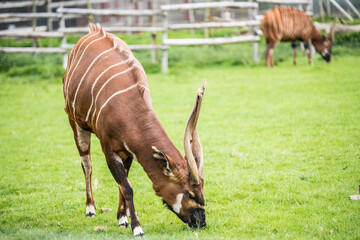 Antelope in a zoo