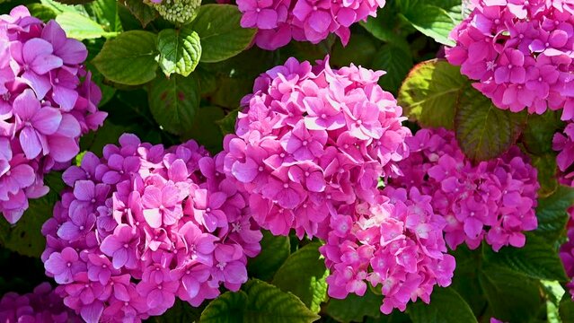 Pink hydrangea flower bush in bloom. Beautiful magenta pink flower in summer garden