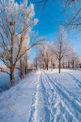 View over city park with icy trees and snow during sunrise in the morning with warm illumination and blue sky, Magdeburg, Germany.