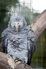 this is a close up of an African parrot