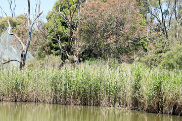 the billabong or watering hole is in south australia