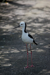 the black winged stilt has long skinny legs to wade through water