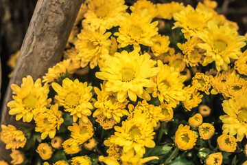 cluster of yellow chrysanthemum flowers, Soft focus.