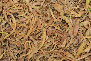 Leaf leaves texture background