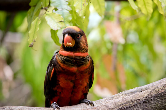 the dusky lory is eating a meal worm