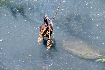 the glossy ibis is a Large, long-legged wading bird with a football-shaped body and a long curved bill