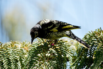 the honey eater is a black and yellow bird