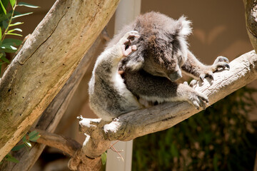 the koala is scratching his head using his hind leg