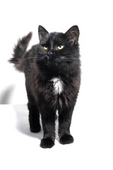 Black color cat, white background.	