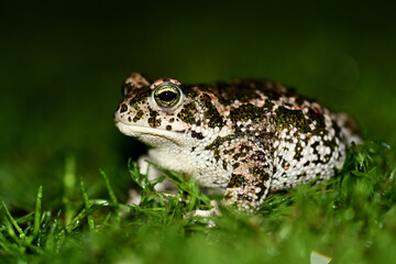 primer plano de un sapo sobre un manto de hierba, con los ojos abiertos, mirando fijamente