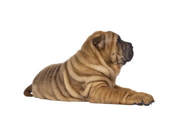 Obraz premium Adorable Sharpei dog pup, laying down side ways. Looking away from camera showing profile. Isolated cutout on a transparent background.
