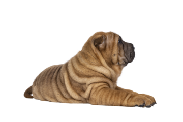 Adorable Sharpei dog pup, laying down side ways. Looking away from camera showing profile. Isolated cutout on a transparent background.