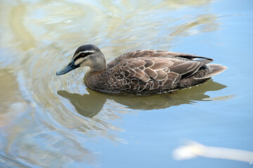 the pacific black duck is swimming in the lake