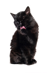 Black color cat, white background.	