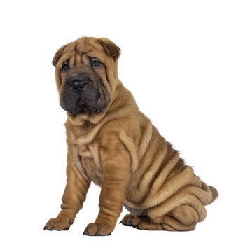 Adorable Sharpei dog pup, sitting up side ways. Looking towards camera with cute droopy eyes. Isolated cutout on a transparent background.