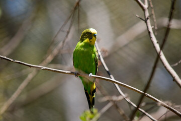 the paarakeet is perched on a bush