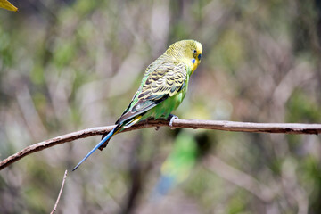 the parakeet is perched in a bush