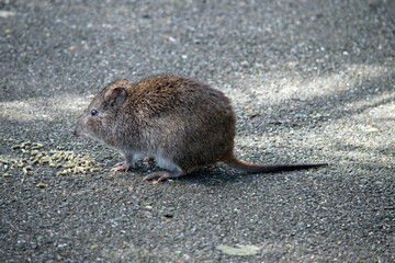 this is a side view of a potoroo a small marsupial