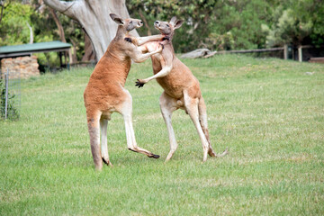 the red kangaroos are using their tail to balance while kicking each other