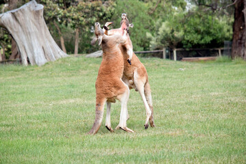 the red kangaroos are scratching each other in the neck