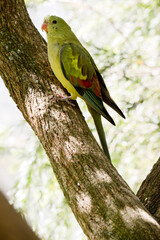 this is a side view of a female regent parrot