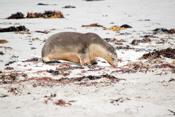 the sea lion pup is looking for its mother