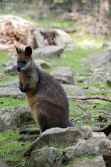 the swamp wallaby is a large grey wallaby  with a tan arms and top of head