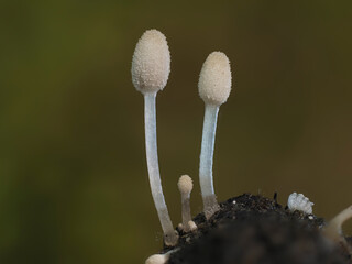 Pilz auf Dung