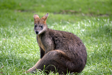 the swamp wallaby is resting on the grass