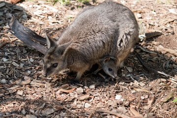 Naklejka premium the tammar wallaby has a joey in her pouch