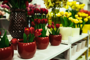 Bouquet of tulips in flower shop. Spring floral tulip bunch. Gift for romantic date.