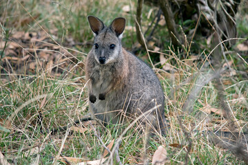 the tammar wallaby is hiding in the bushes