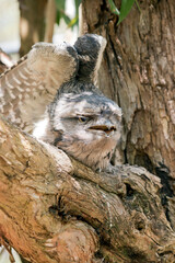 the tawny frogmouth is about to take off