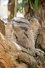 the tawny frogmouth is about to take off
