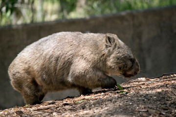the wombat walks on a four legs just like a dog