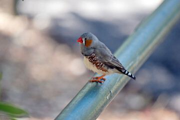this is a side view of a zebra finch