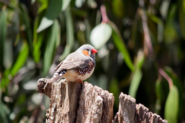 the zebra finch is perched on a tree hollow