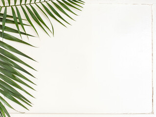 Fototapeta premium areca palm leaves on white background