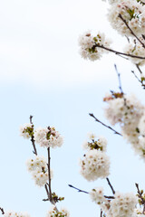 FLOR DE CEREZO (Cerassus)