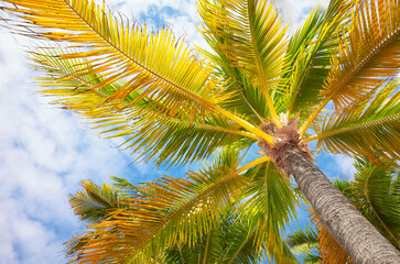 Fototapeta na wymiar Coconut palm trees against the sky, bottom view, Yucatan Peninsula, Mexico.