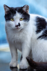 Fototapeta premium black and white cat